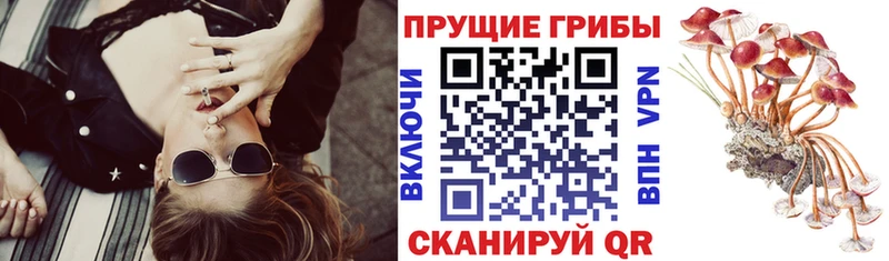 цены наркотик  Алагир  KRAKEN как зайти  Псилоцибиновые грибы Psilocybine cubensis 